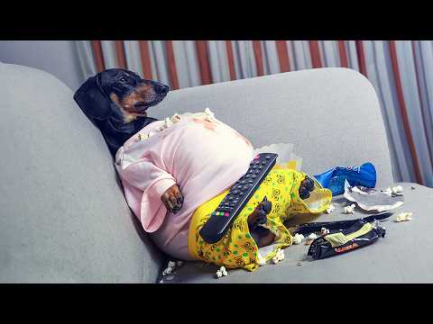 i'm-a-fat-guy!-cute-&-funny-dachshund-dog-video!