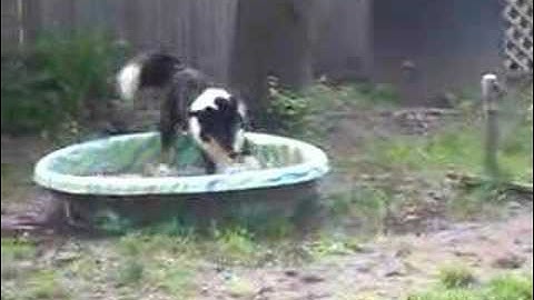 Border Collie Kismet Loving her Pool