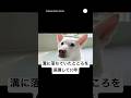 保護した犬が…お風呂大好きになりました💕　　#犬　#保護犬　#犬のいる暮らし #犬のいる生活 #かわいい犬