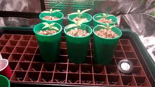 Seedlings - 12 days