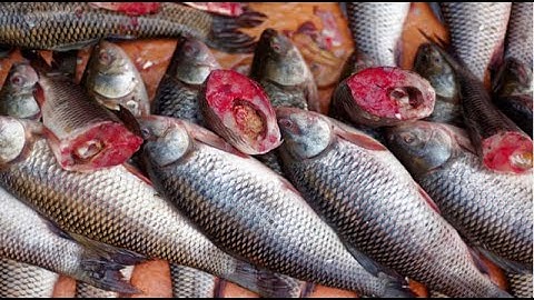 Fish Disease Detection Using Image Based Machine Learning Technique In Aquaculture