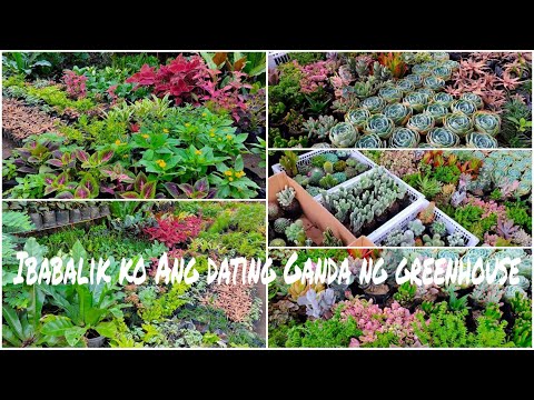 Tips sa pag tatanim ng Ornamental plants🌱 at Pag Sasa-ayos ng Greenhouse ☺️