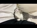 「抱っこして」とお願いしてくる猫がかわいすぎました笑