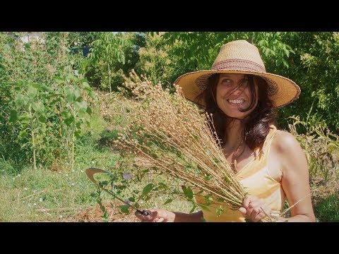 Video: Quando raccogli i semi di lino - Guida alla raccolta dei semi di lino in giardino