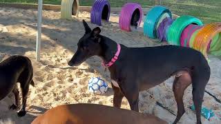 Quiet time & the doggies chill doing their own thing from digging in the sand