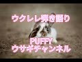 ウクレレ弾き語り PUFFY【ウサギチャンネル】歌ってみた【cover】毎日配信ウクレレ弾き語り280日目