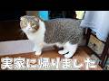 訳あって、猫達と2歳の娘を連れて実家に帰ることになりました。