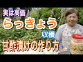 1年間カリカリで食べられる!らっきょう甘酢漬け
