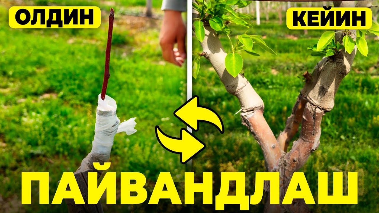 ЯНГИ ПАЙВАНД УСУЛЛАРИНИ СИНАБ КЎРГАНМИСИЗ? | ШУҲРАТ АБРОРОВ #gilos #olma #nok #payvand