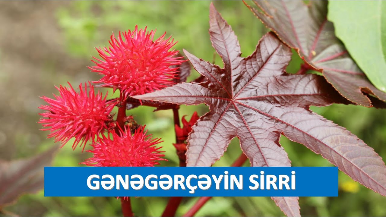 Gənəgərçək bitkisi sizi öldürə bilər. Zəhərli bitkilər. Hissə 1