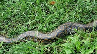 Normal reticulated python