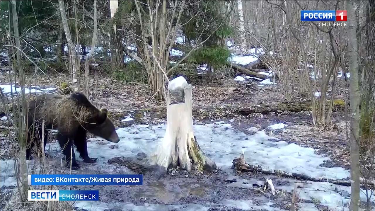 Биотехния в лесу. Солонец на пень - YouTube