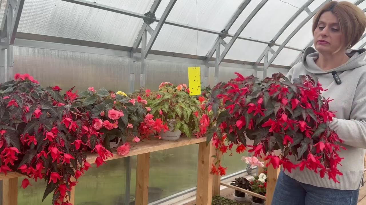 Октябрь. В теплице опять красота