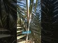 مزارع أيام الطيبين 