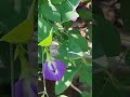 love you zindagi #my garden #beautiful flowers#shorts