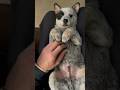 Cattle dog Puppy #cattledogs #beach #puppy #dogcoach #doglife