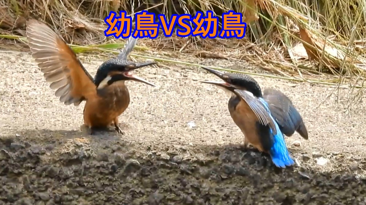 カワセミ幼鳥の兄弟喧嘩 飛べないマガモ・オス イソヒヨドリ鳴き声