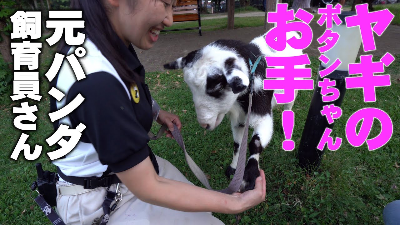 【ご褒美もらってお手】元パンダ飼育員さんすっかりボタンちゃんに好かれ・カバの口にストライク付き