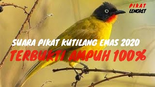 SUARA PIKAT KUTILANG EMAS AMPUH