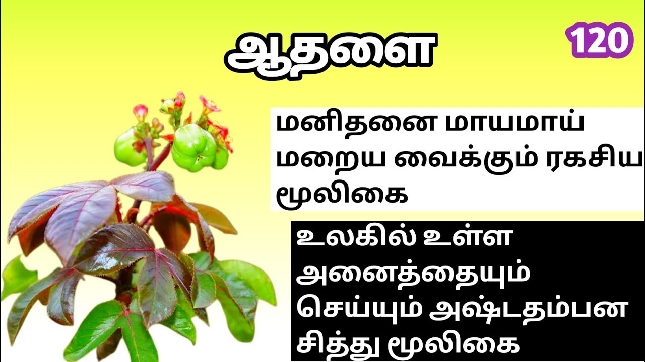 ஆதளை/காட்டுஆமணக்கு/காட்டாமணக்கு/jatropha gossypifolia /Athalai/Mooligai manithan