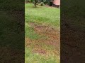 João de Barro! O pássaro construtor.