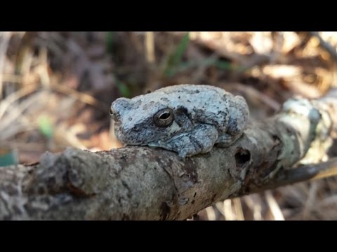 One of my favorite sounds in the woods.