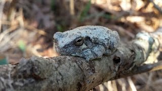 One of my favorite sounds in the woods.