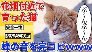 【2ch動物スレ総集編】花畑の近くで暮らすヌコ→鳴き声が蜂の音