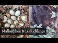 14 Mallard duck eggs to ducklings | From laying to leaving