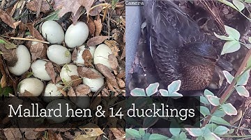 14 Mallard duck eggs to ducklings | From laying to leaving