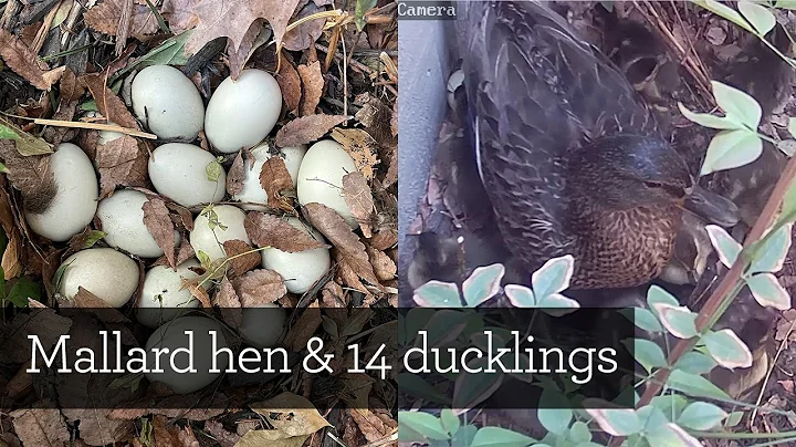 14 Mallard duck eggs to ducklings | From laying to leaving - DayDayNews