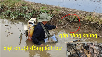 đồng chuẩn bị xạ lúa 🌾 xiệt chuột đồng ếch bự quá nhiều. gặp rắng ăn ếch bự khủng khiếp