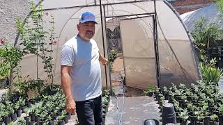 VISITAMOS DOS VIVEROS #mexico #plantas #vivero #jardin #casa #regresoacasa #jalisco #usa