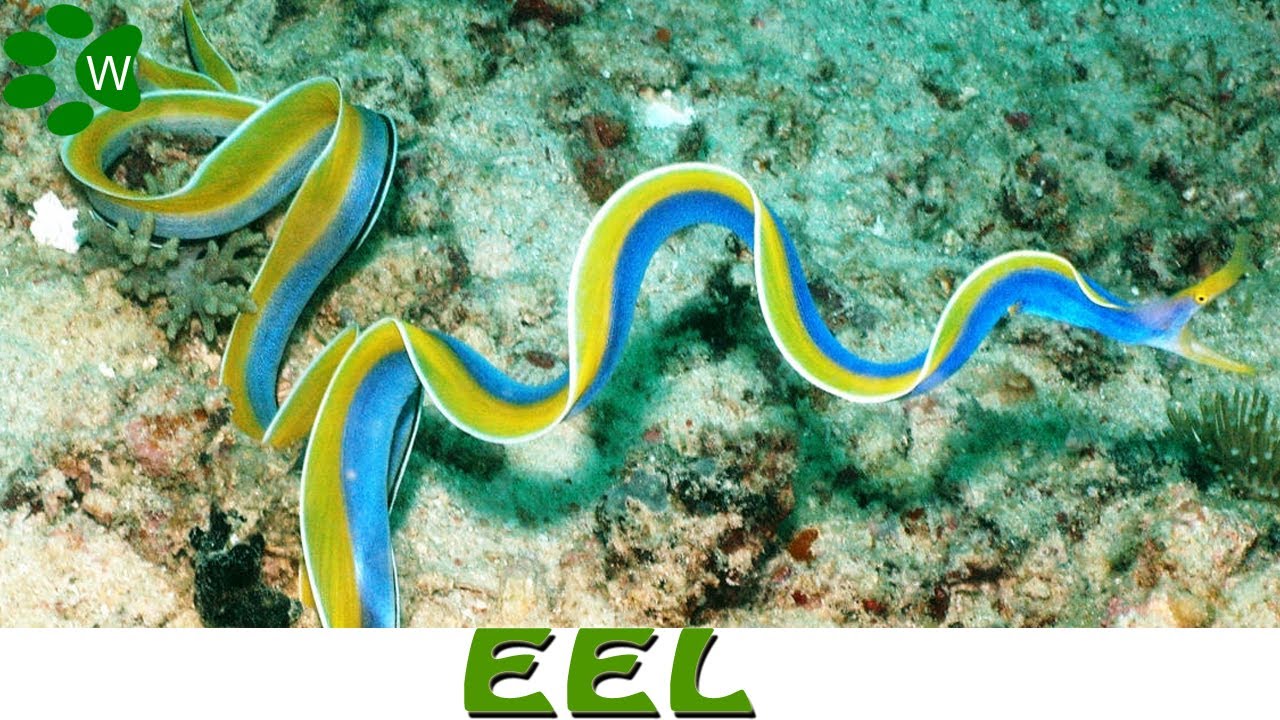 animal attacks reddit Eels-The Predators