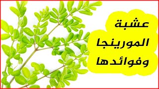 عشبة المورينجا وفوائدها | Moringa