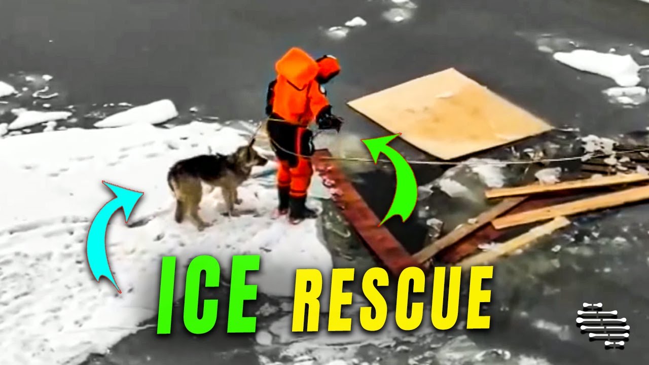 Rescue Team Saves a Dog Stuck on Ice Near Shore - YouTube
