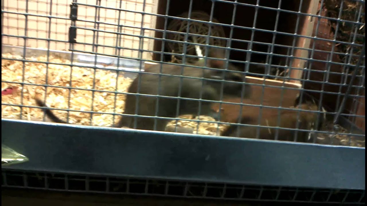 chinchilla fight YouTube