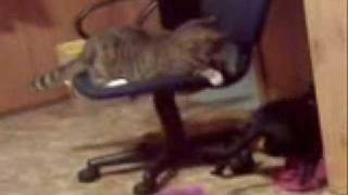 Cat Owns Dog @CuccoFluffer