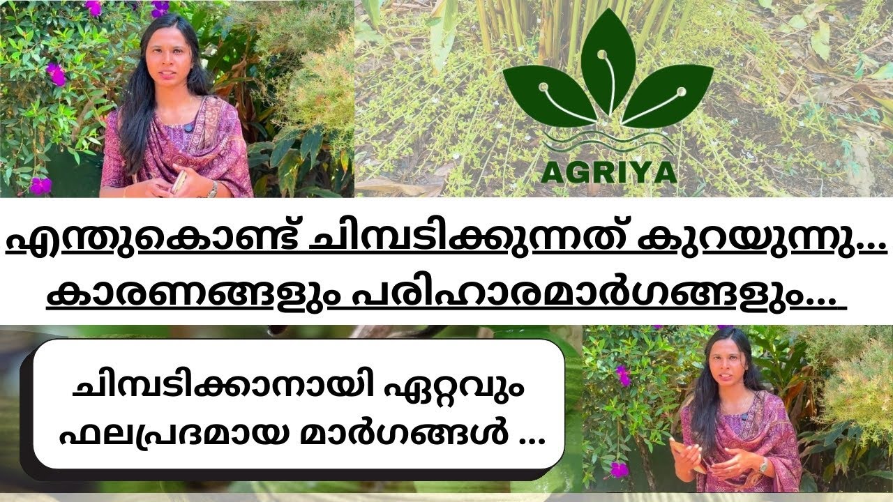 ചിമ്പടിക്കാനായി ഏറ്റവും ഫലപ്രദമായ മാർഗങ്ങൾ..