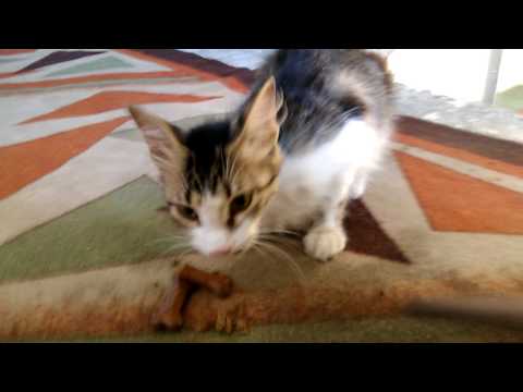 Видео: Как да приучите котката си да яде суха храна