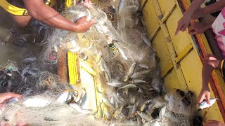 Lucky Day of NET fishing|Daming huli ng Matambaka Fish