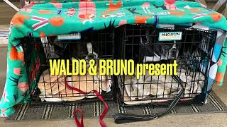 WALDO & BRUNO present: SUNDAY at RIDGEFIELD with BRUNO  Boston Terrier, Bruno, runs CPE agility and