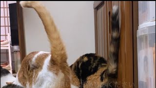 シッポ柱が2本とはこりゃ朝から縁起がイイぜてやんでいべらぼうめい。