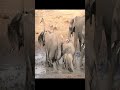 Baby elephants 4k  learning how to survive