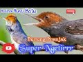 Prenjak Betina Ngetirrr Panjang Kompilasi Prenjak Betina Gacor Masteran Murai Batu Ampuh Mp3 - Mp4 Download