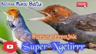 Prenjak betina ngetirrr panjang | kompilasi prenjak betina gacor | masteran murai batu ampuh