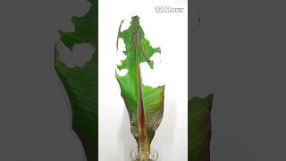 Hungry Caterpillars eat a large banana leaf within 24 hours #greentimelapse #gtl #timelapse