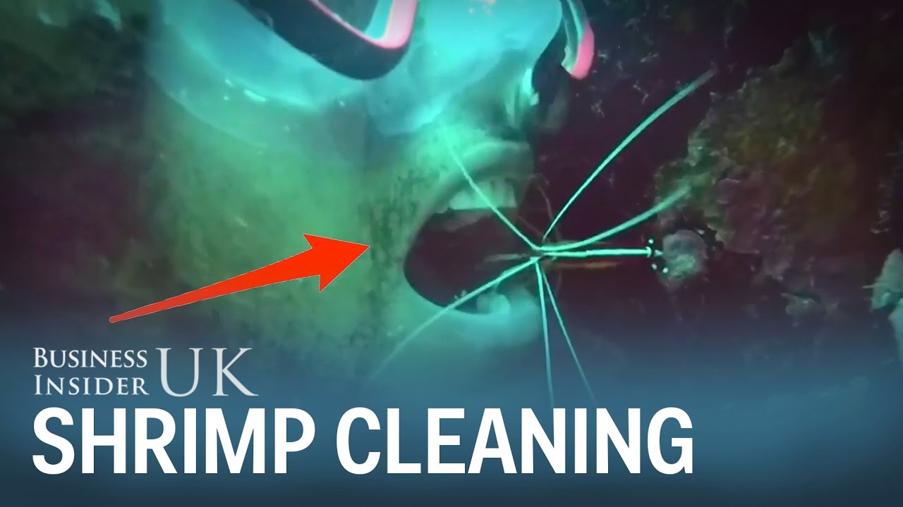 insider trading in india Vanuatu diver opens his mouth to let shrimp clean his teeth