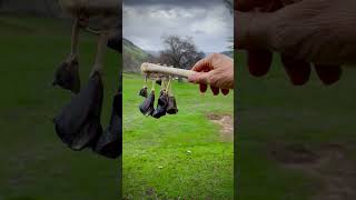 Download Lagu Listen to this very rare Deer Leg, Toes \u0026 Dew Rattle from Drum Rattle Dance Sacred Arts Collective. MP3 Download Lagu Listen to this very rare Deer Leg, Toes \u0026 Dew Rattle from Drum Rattle Dance Sacred Arts Collective. MP3