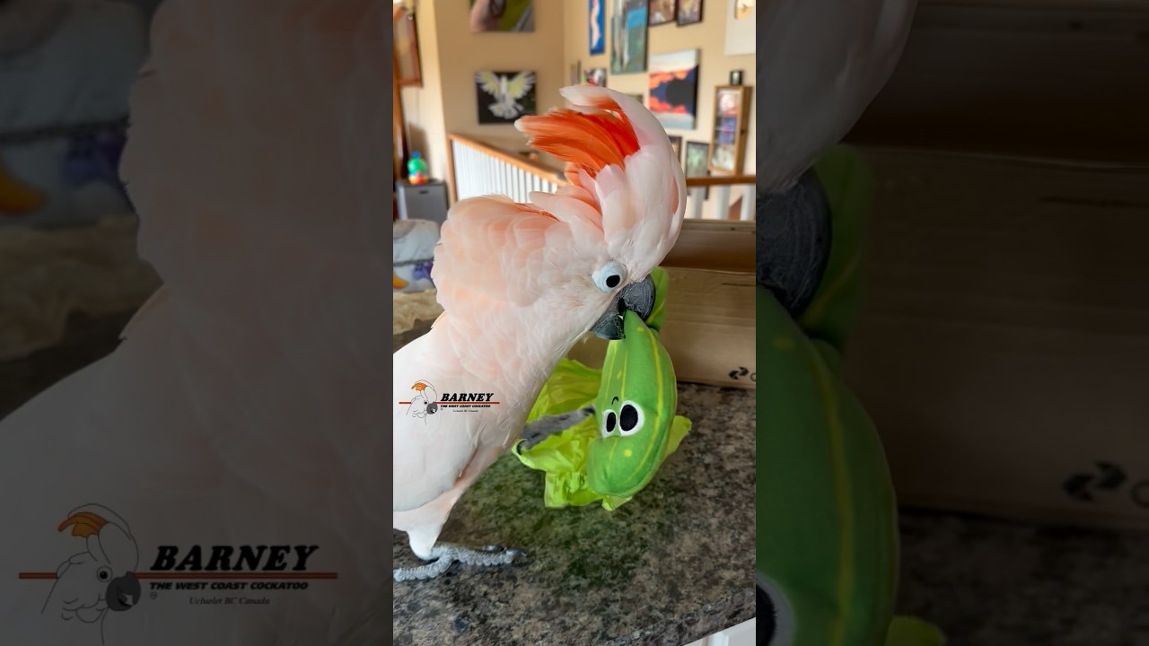 Barney got himself into a bit of a Pickle 🥒 😂💚 #barneythewestcoastcockatoo #cockatoo